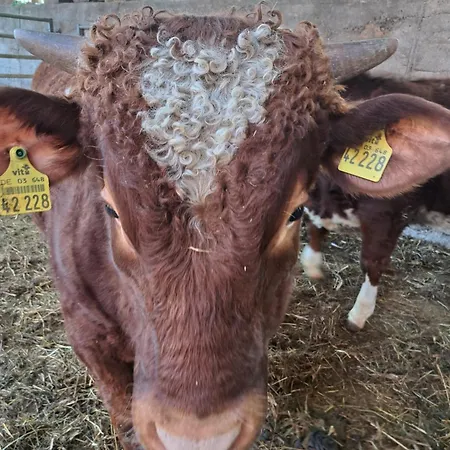 Zur Schoenen Aussicht *