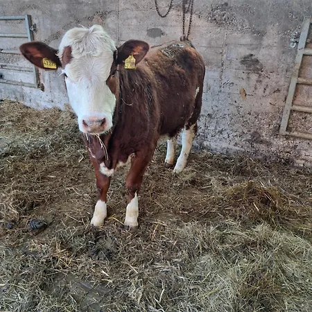 شقة Zur Schoenen Aussicht *